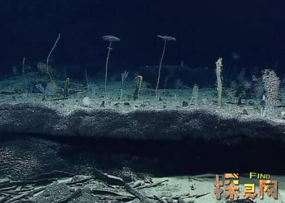 深海零度下迷航怎么开_深海迷航2零度之下_深海迷航零度之下最新剧情