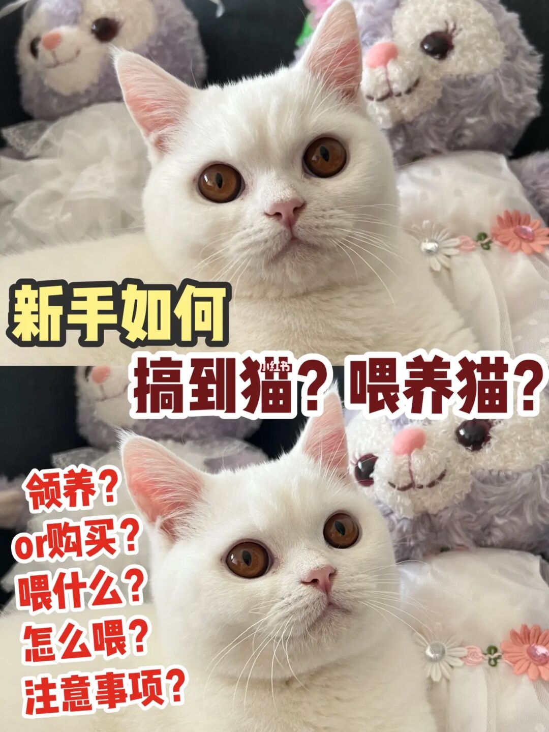 模拟猫的游戏_模拟猫咪2015_模拟养猫手机游戏大全下载