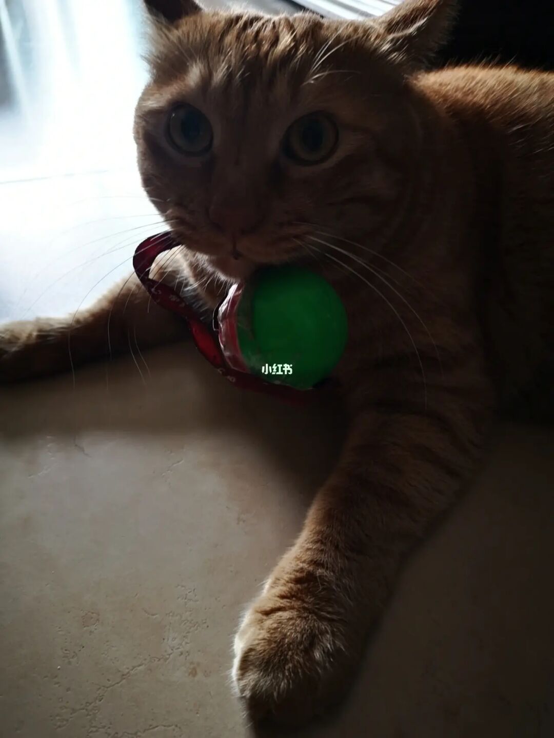 模拟猫咪2015_模拟猫的游戏_模拟养猫手机游戏大全下载