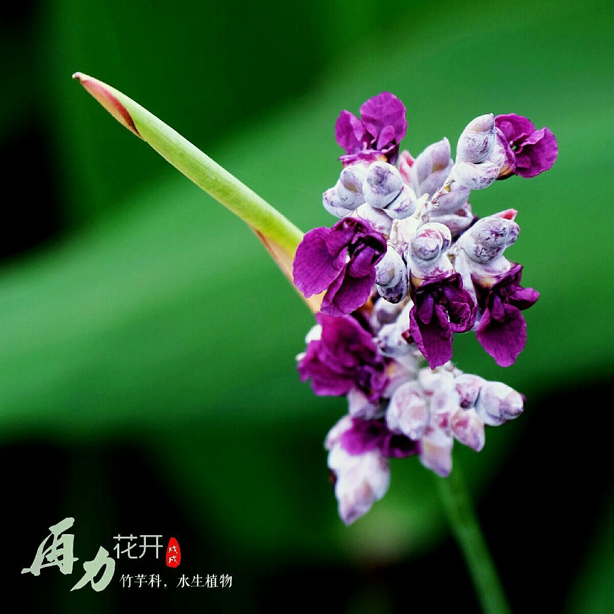 鲍天琦美胸_种绮敦美_种琦墩美