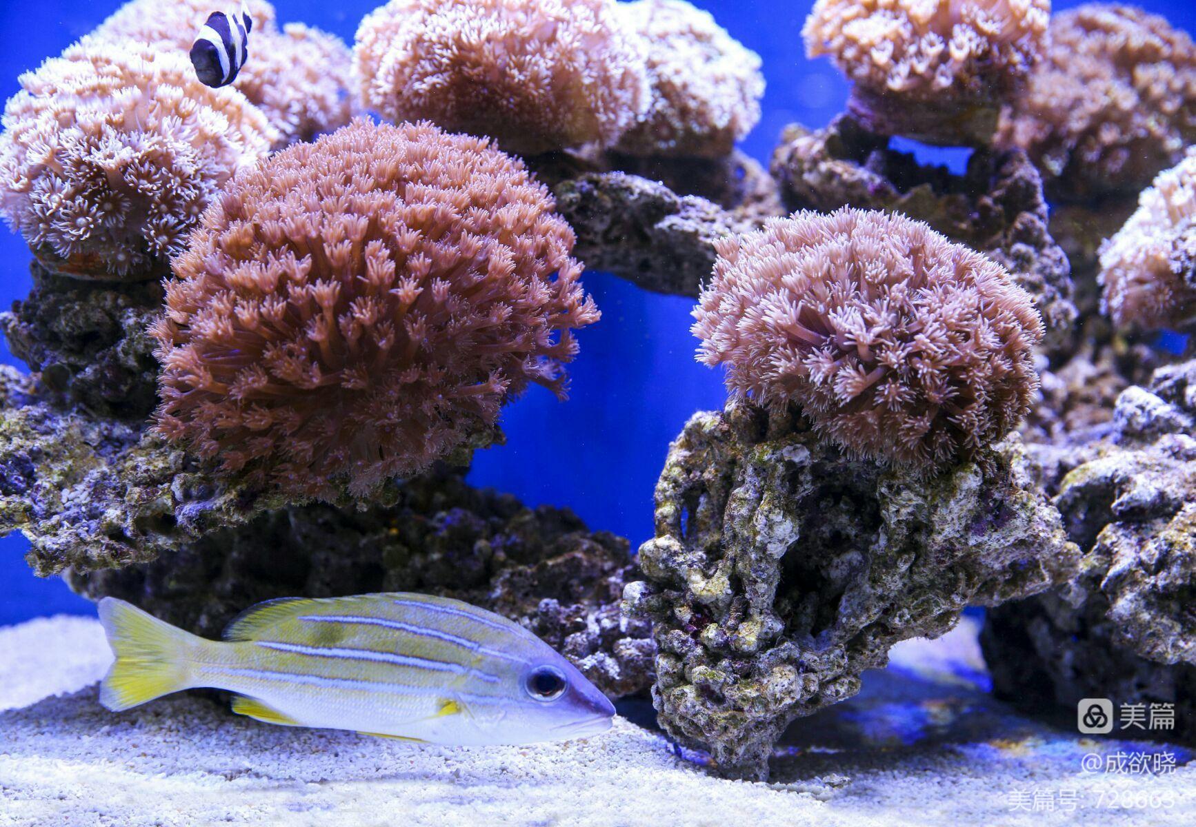 解说模拟海洋器版手机游戏视频_海洋模拟器解说手机版游戏_海洋模拟器视频