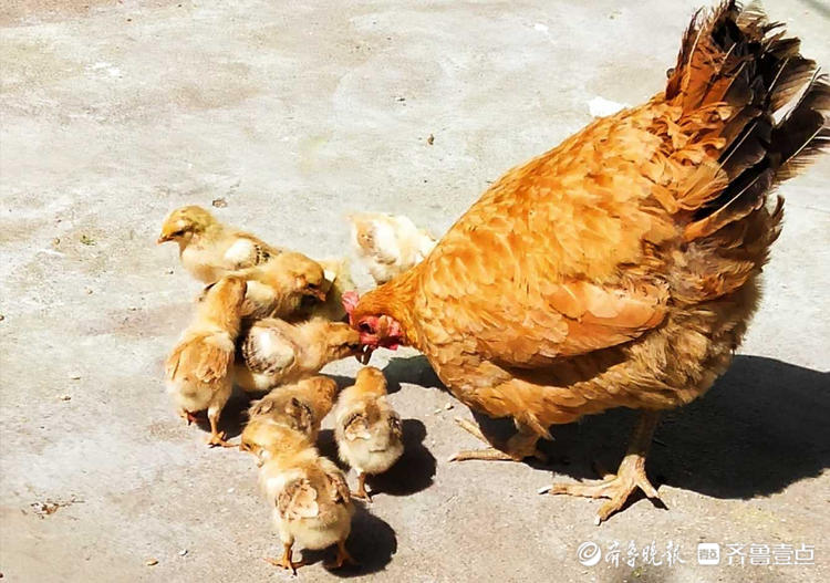 力壮鸡多少级进化_力壮鸡进化图_力壮鸡