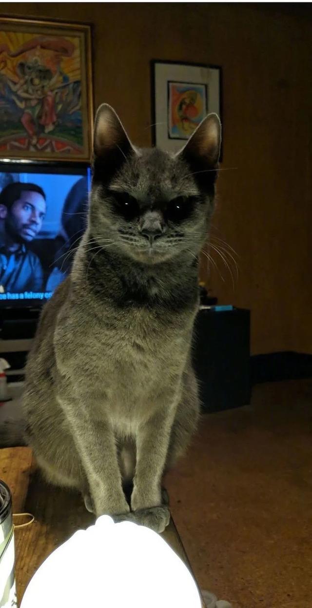 猫咪恐怖手机游戏破解版_恐怖的猫猫模拟器_猫咪手机游戏恐怖