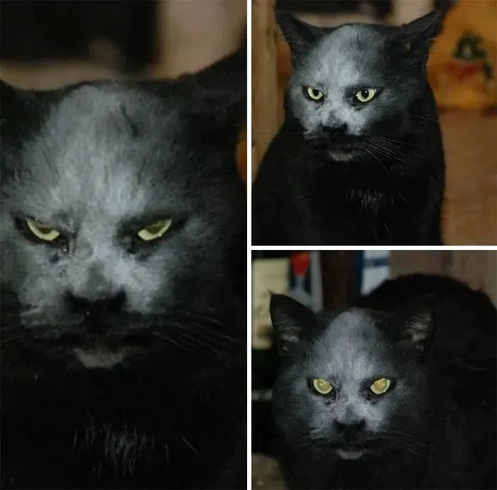 猫咪手机游戏恐怖_猫咪恐怖手机游戏破解版_恐怖的猫猫模拟器