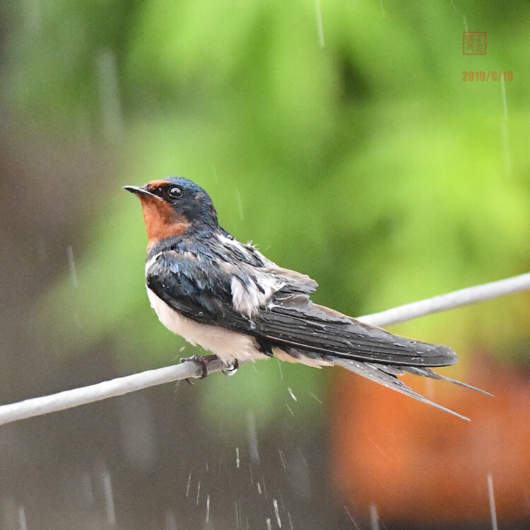 雨水滴答滴滴答是什么歌_雨水是天空哭过的痕迹_雨水是几月几日?