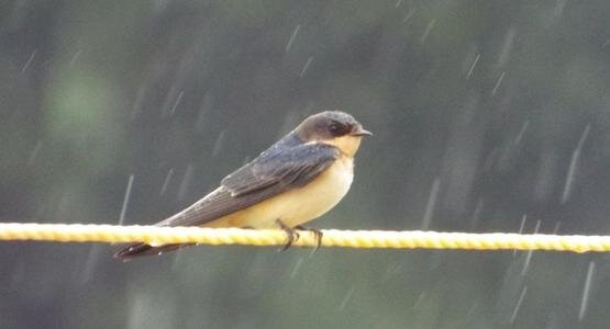 雨水滴答滴滴答是什么歌_雨水是几月几日?_雨水是天空哭过的痕迹