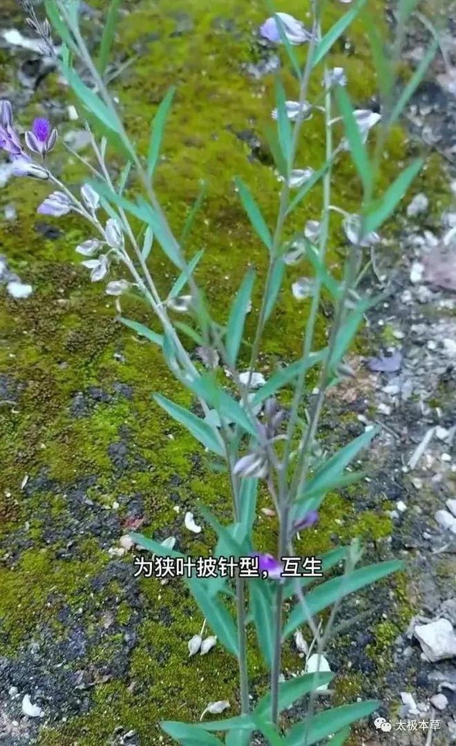 塞拉尼斯_塞拉_赛尔号厄尔塞拉刷什么