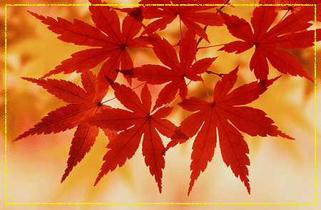 媞娅祛痘膏怎么样_翼之王阿尔蒂玛媞娅_媞娅
