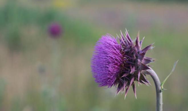天野阳菜是什么星座_天野阳菜_天野阳菜语录