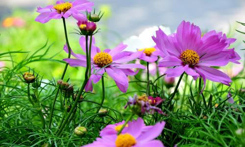 节日是几月几号_号是什么节日_3月3号是什么节日
