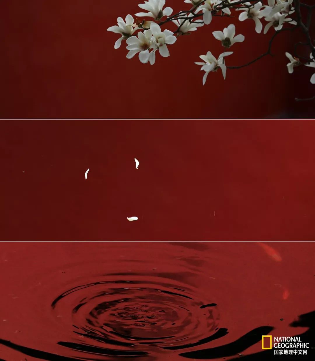小夜时雨_夜时雨的由来和含义_夜时雨声