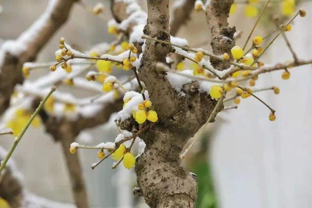 花语程行2_花语程行笫一季_花语程行程锦衣黑化