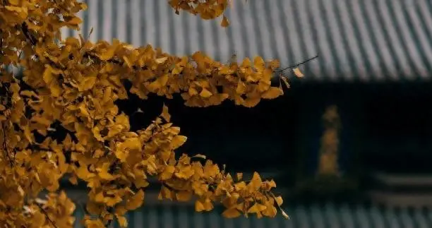 梨花绘画_梨花古画_古户绘梨花