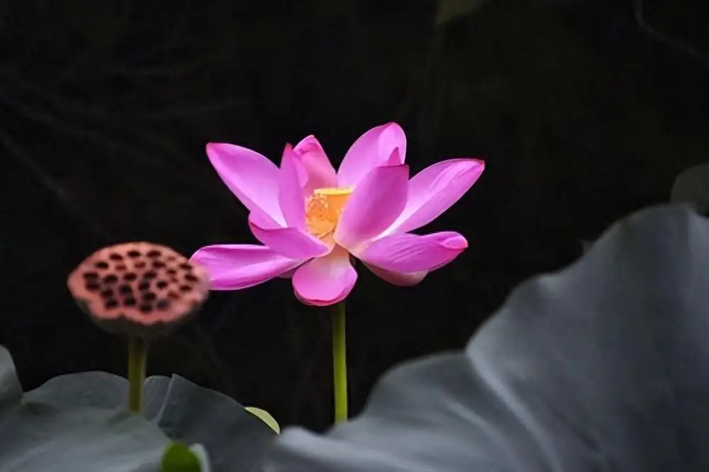 梨花绘画_梨花古画_古户绘梨花