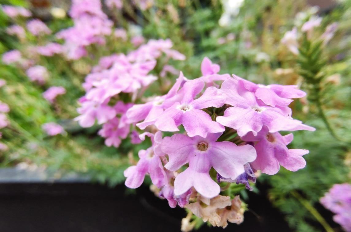 黑鲨怎么切换形态_黑鲨怎么切换全面屏手势_黑鲨游戏手机模式切换键