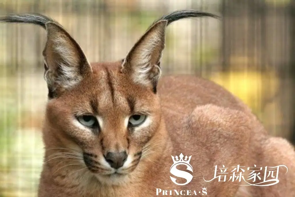狞猫_狞猫_狞猫