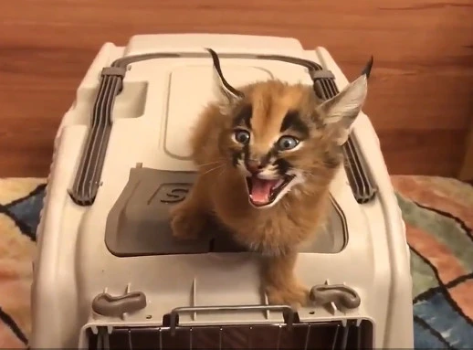 狞猫_狞猫_狞猫