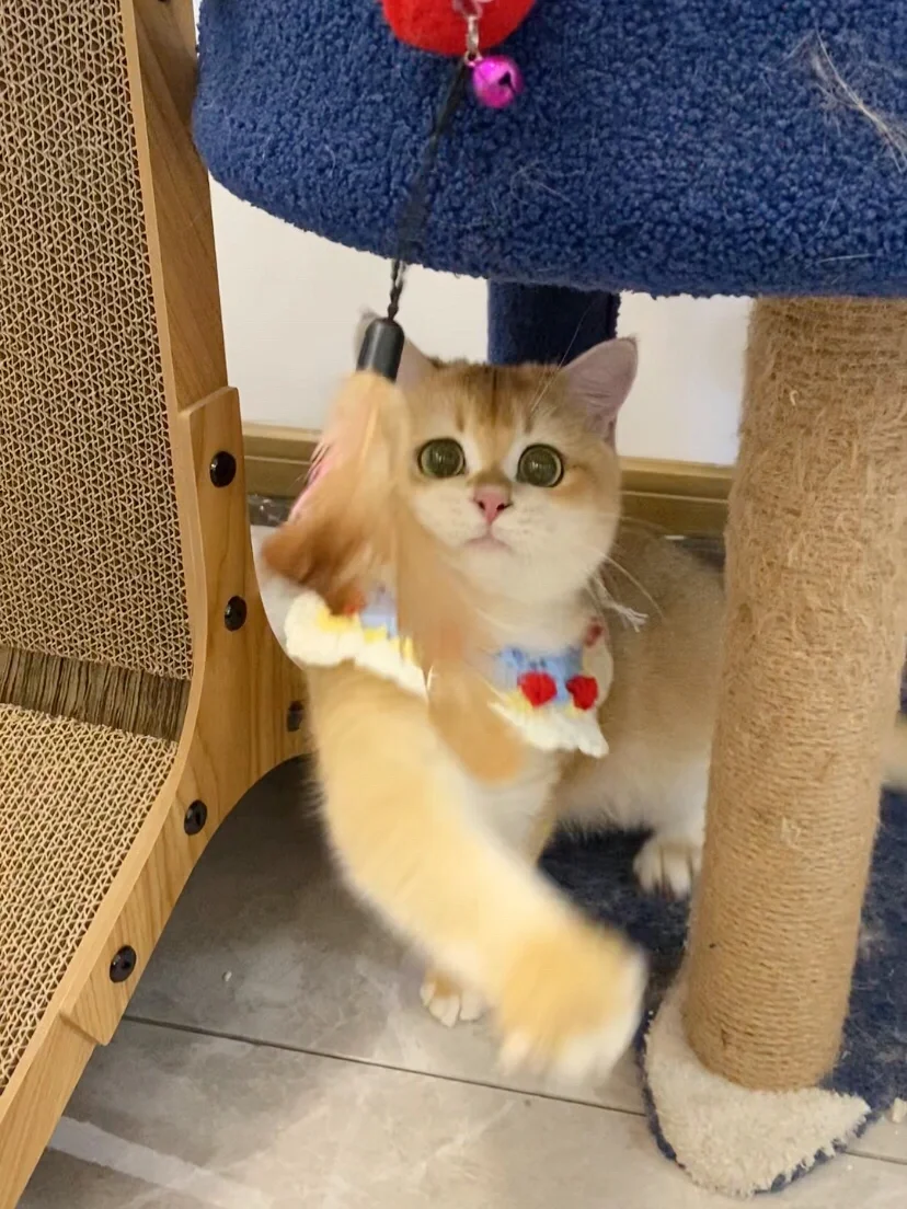 猫咪手机双人游戏：萌化你的心，与小伙伴一起嗨翻天