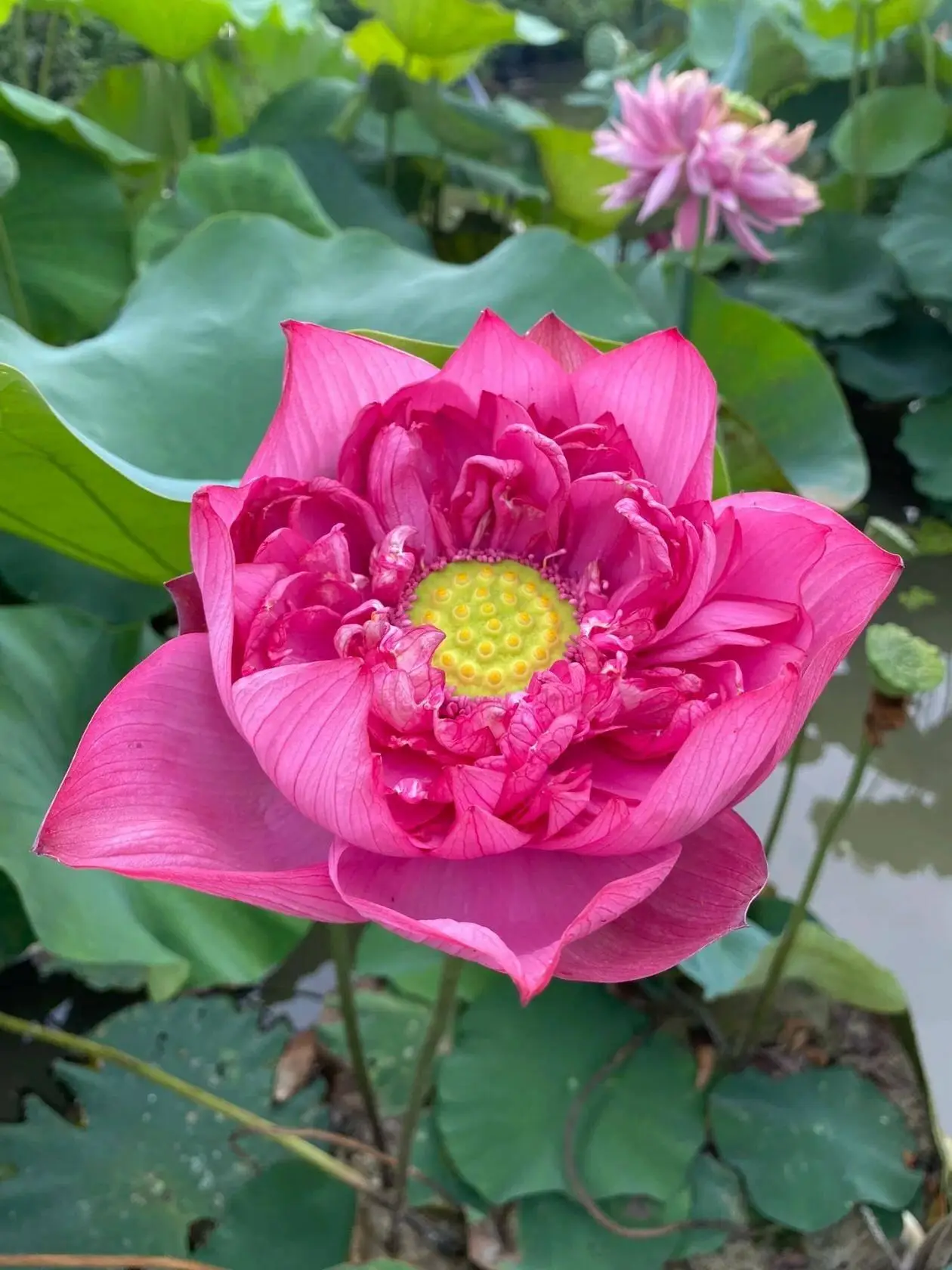 莉露卡_卡莉露配音_卡莉露和芬奇
