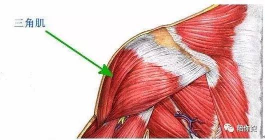 肌肉游戏大厅_肌肉养成类游戏_肌肉游戏推荐手机