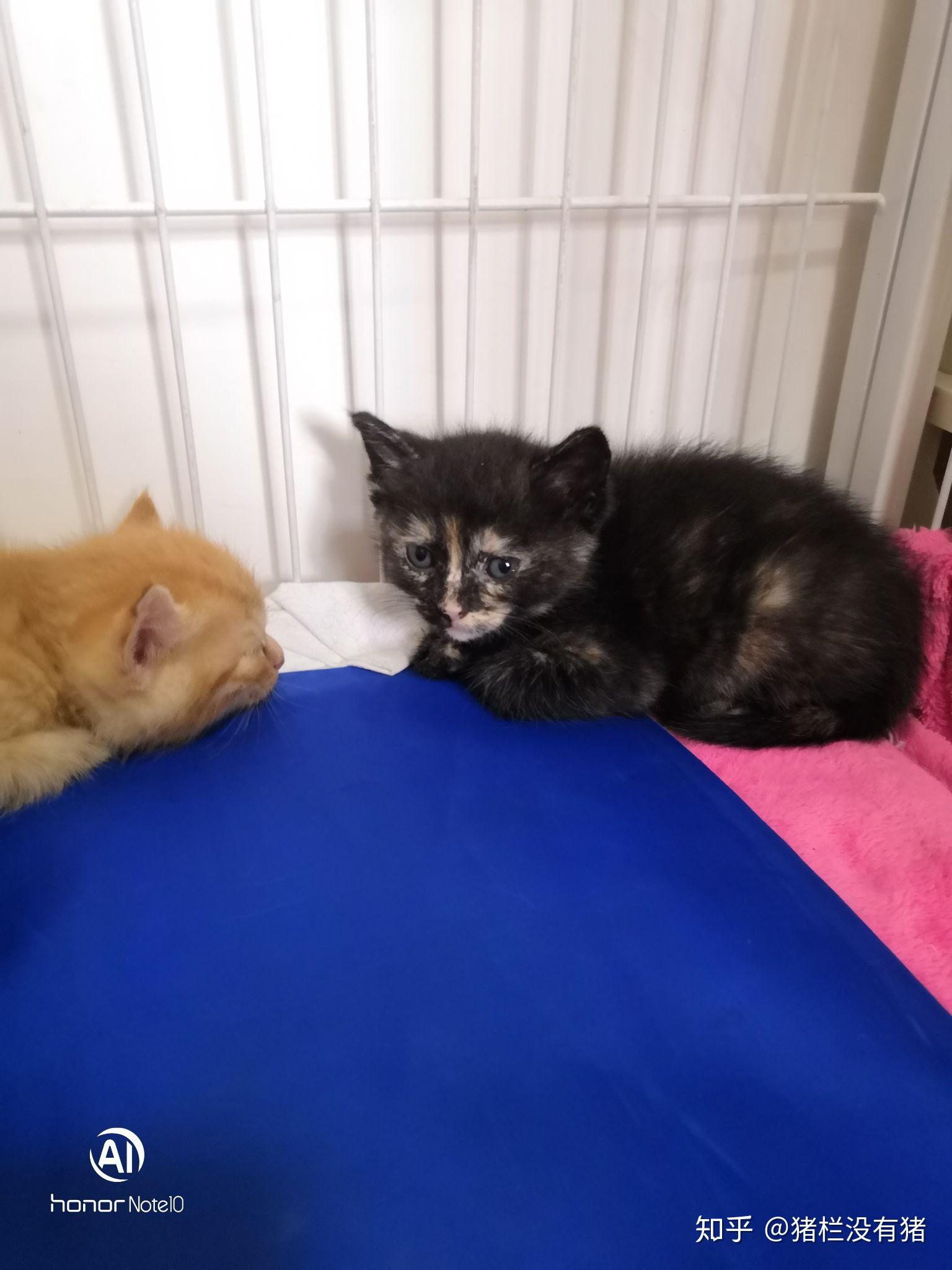 橘猫游戏手机_橘猫手机游戏破解版_橘猫游戏官网
