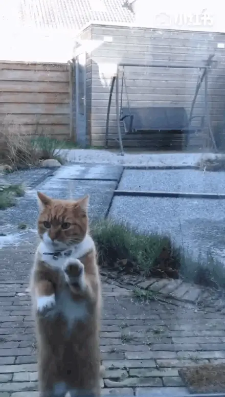 橘猫游戏官网_橘猫游戏手机_橘猫手机游戏破解版