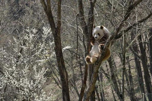 熊猫爬树 